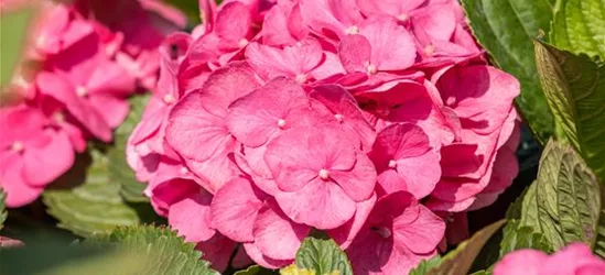 Hydrangea 'Diva fiore'® Rosa