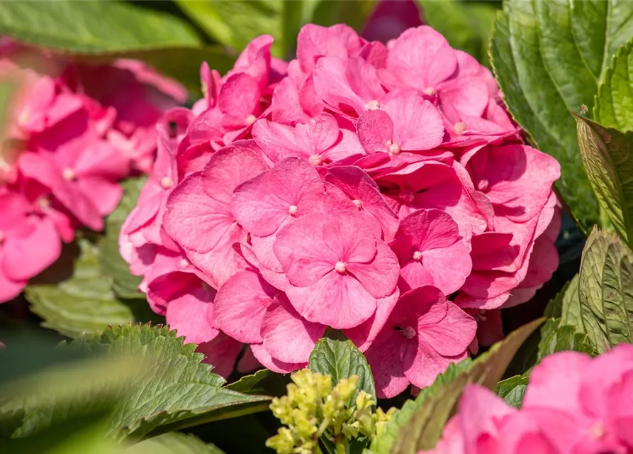 Hydrangea 'Diva fiore'® Rosa