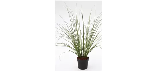 Cortaderia selloana 'Citaro'