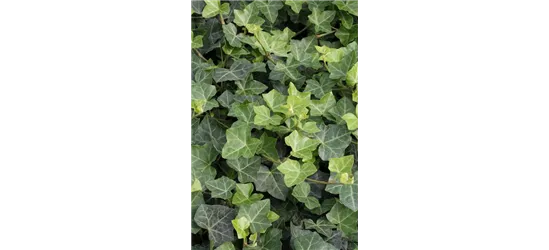 Hedera helix hibernica