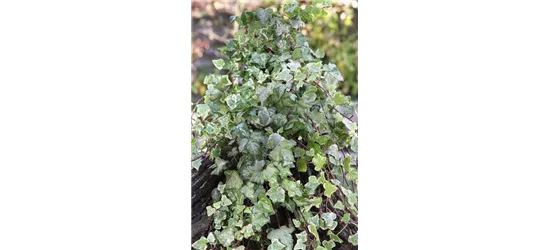 Hedera helix 'Kolibri'