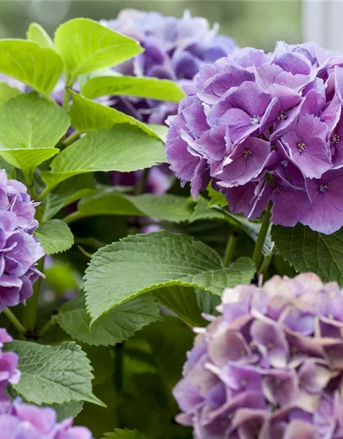 Hydrangea 'Diva fiore'® Violett