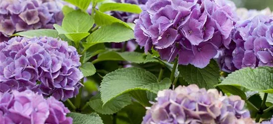 Hydrangea 'Diva fiore'® Violett