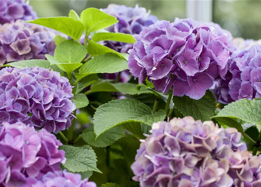 Hydrangea 'Diva fiore'® Violett