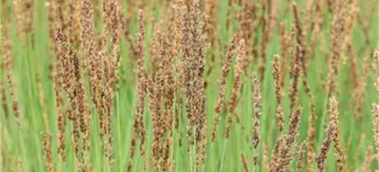 Molinia caerulea 'Heidezwerg'®