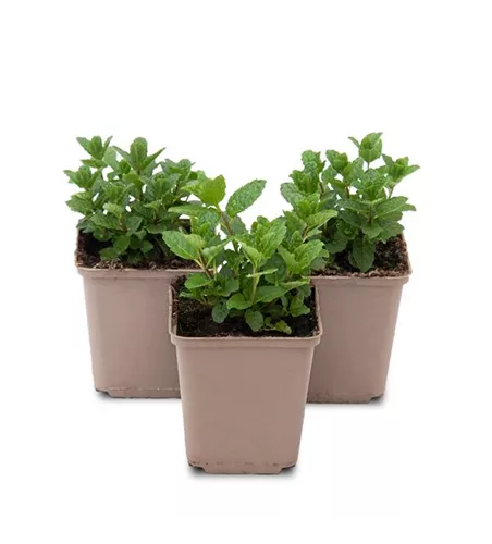 Mentha spicata Moroccan 