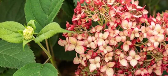 Hydrangea arborescens 'Ruby Annabelle'®