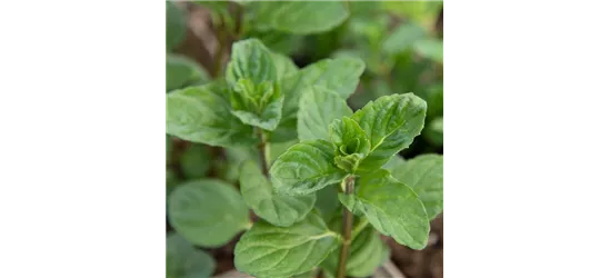 Mentha spicata 'Spearmint'