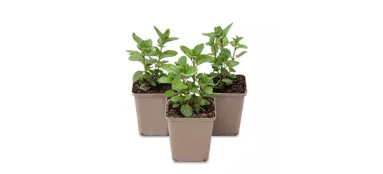 Mentha spicata Spearmint