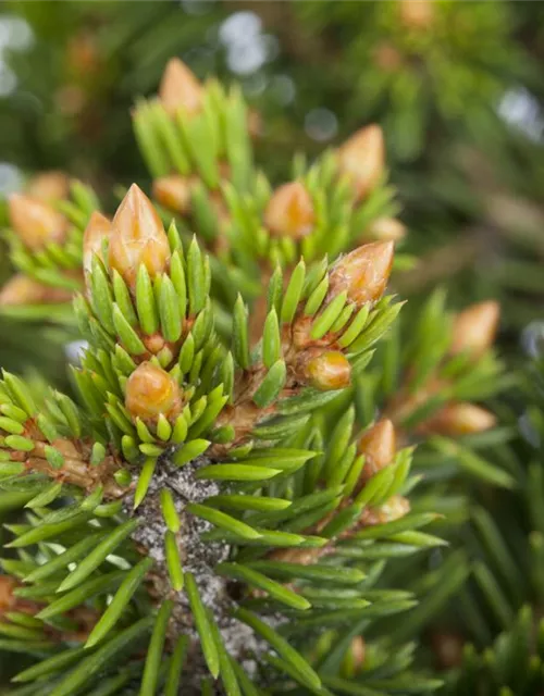 R Picea abies 'Will's Zwerg'