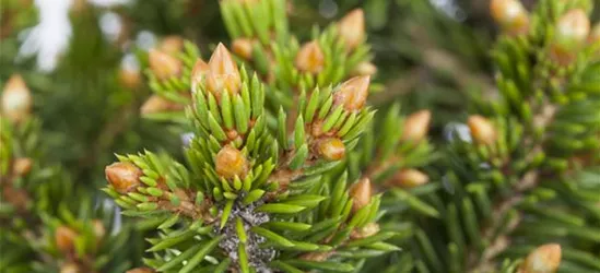 R Picea abies 'Will's Zwerg'