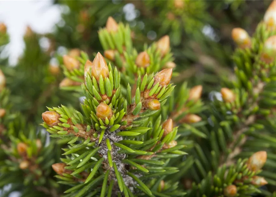 R Picea abies 'Will's Zwerg'