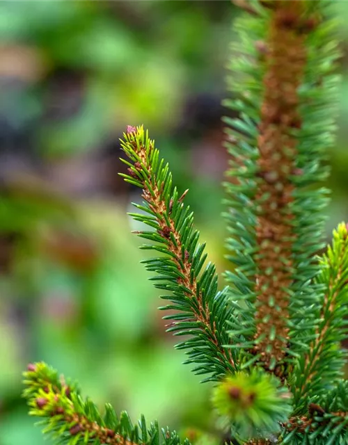 R Picea abies 'Will's Zwerg'