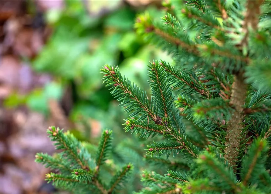 R Picea abies 'Will's Zwerg'