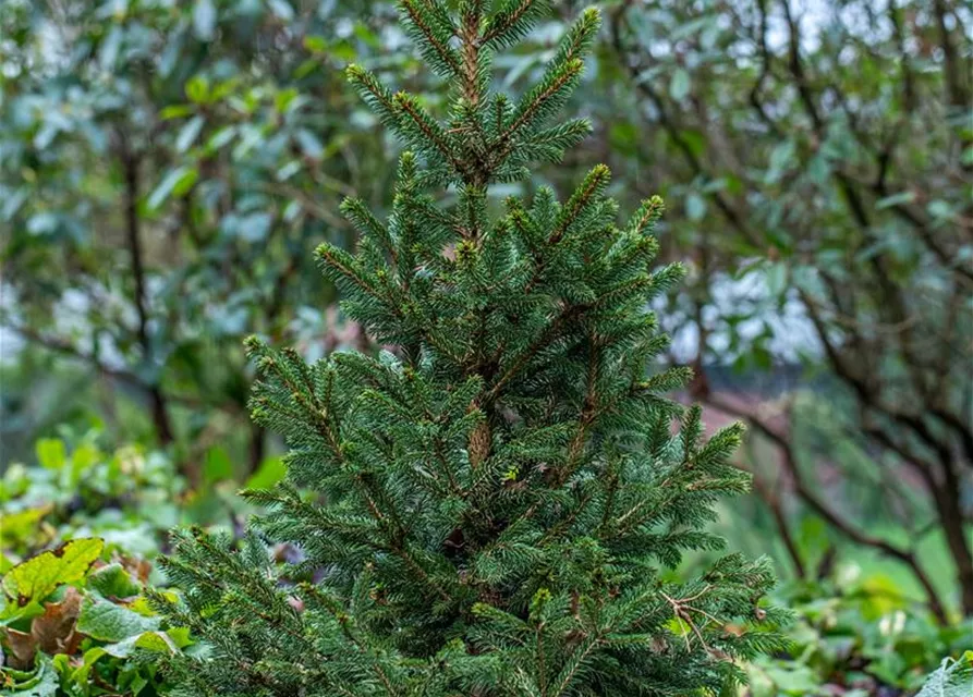 R Picea abies 'Will's Zwerg'