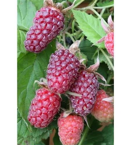 R Rubus fruticosus x idaeus 'Tayberry' ® CAC