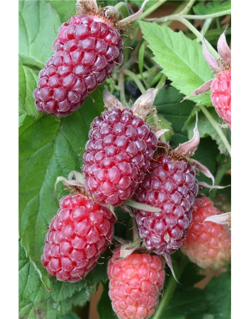 R Rubus fruticosus x idaeus 'Tayberry' ® CAC