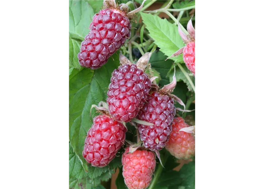 R Rubus fruticosus x idaeus 'Tayberry' ® CAC