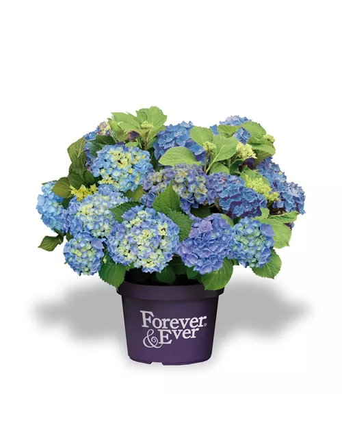 Hydrangea macrophylla 'Forever & Ever'® Blue 