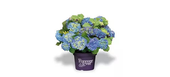 Hydrangea macrophylla 'Forever & Ever'® Blue 