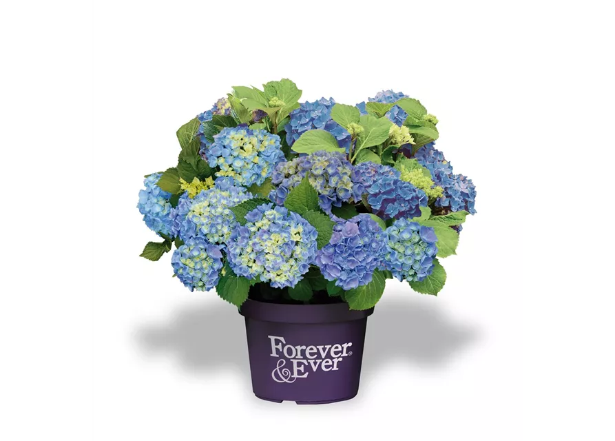 Hydrangea macrophylla 'Forever & Ever'® Blue 