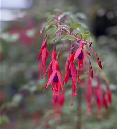 Fuchsia magellanica 'Riccartonii'