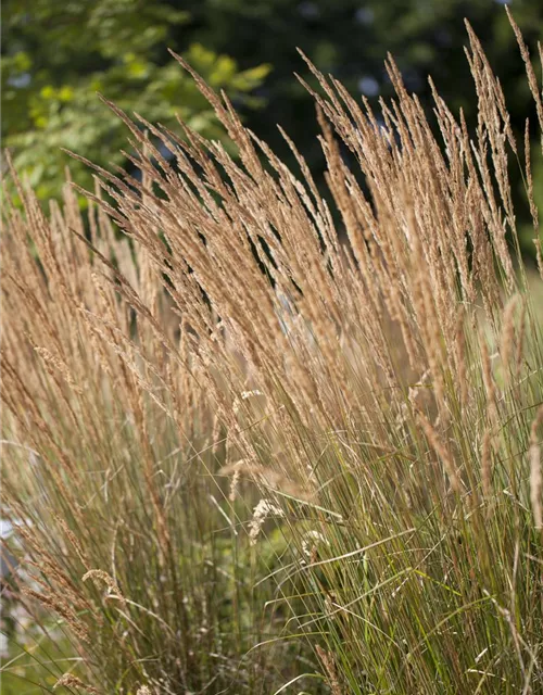 Calamagrostis x acutiflora 'Karl Foerster'