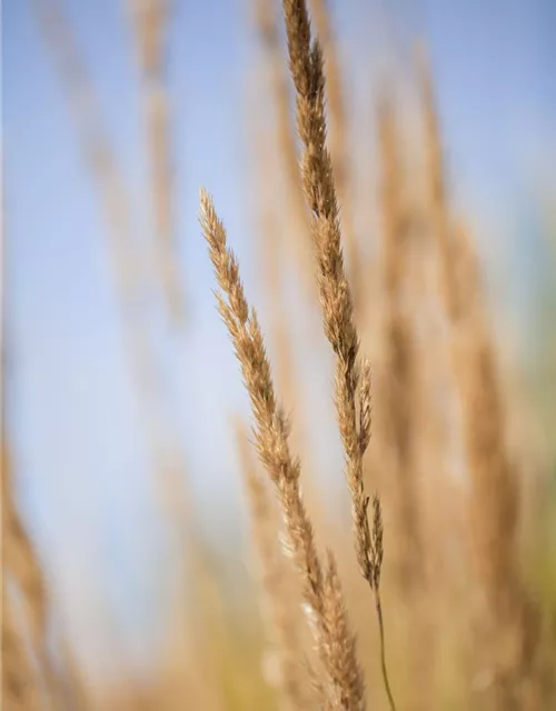 Calamagrostis x acutiflora 'Karl Foerster'