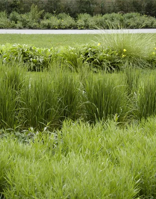 Calamagrostis x acutiflora 'Karl Foerster'