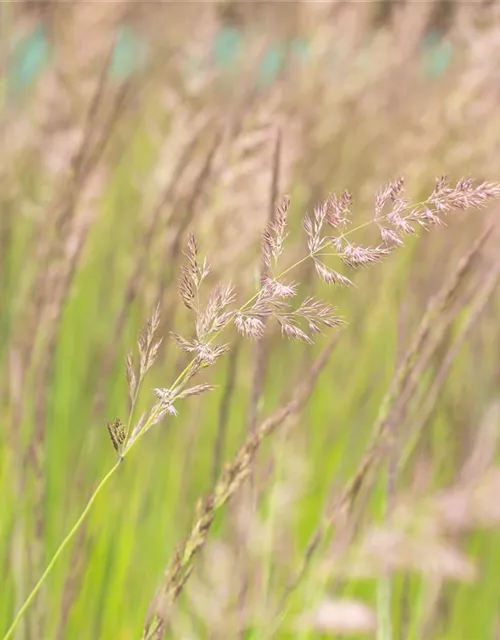 Calamagrostis x acutiflora 'Karl Foerster'