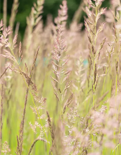 Calamagrostis x acutiflora 'Karl Foerster'