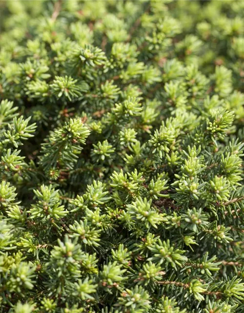 Picea abies 'Little Gem'