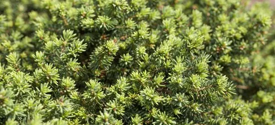 Picea abies 'Little Gem'