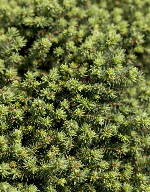 Picea abies 'Little Gem'