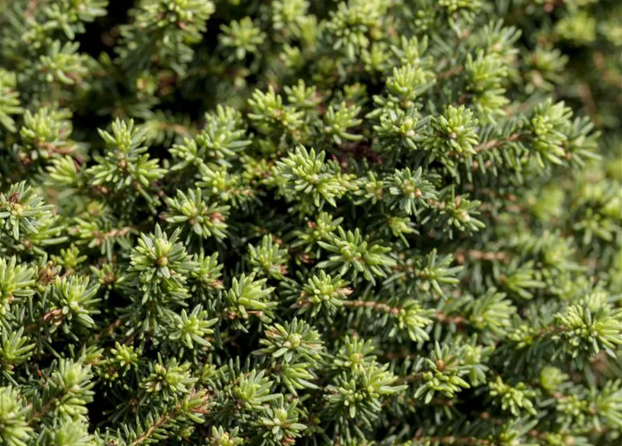 Picea abies 'Little Gem'