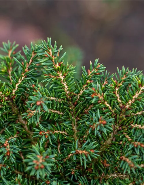 Picea abies 'Little Gem'