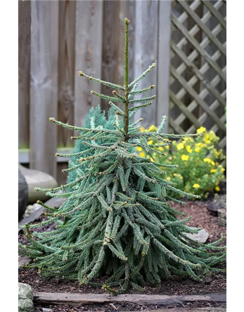 Picea abies 'Loreley'