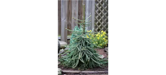 Picea abies 'Loreley'