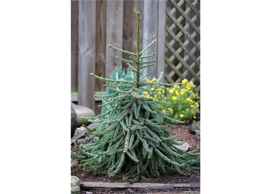 Picea abies 'Loreley'