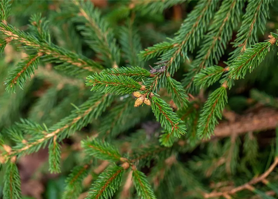 Picea abies 'Loreley'