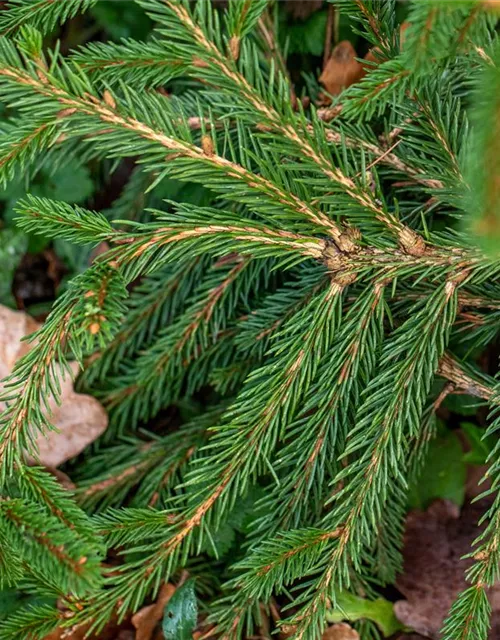 Picea abies 'Loreley'