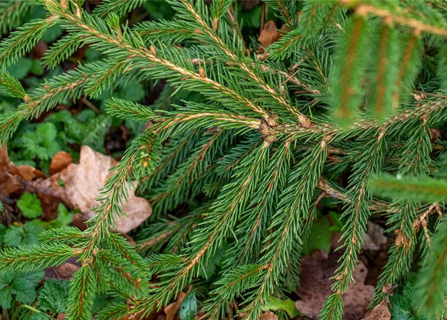 Picea abies 'Loreley'