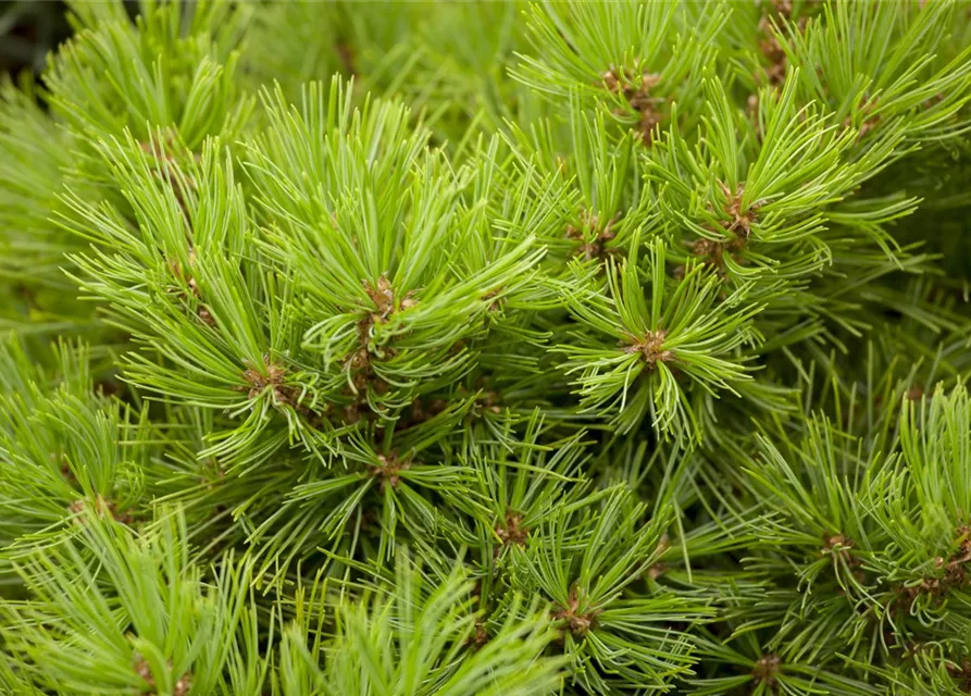 R Pinus densiflora 'Low Glow'