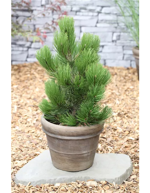 R Pinus heldreichii 'Compact Gem'