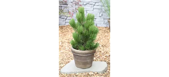 R Pinus heldreichii 'Compact Gem'