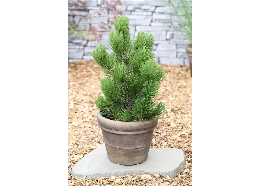 R Pinus heldreichii 'Compact Gem'