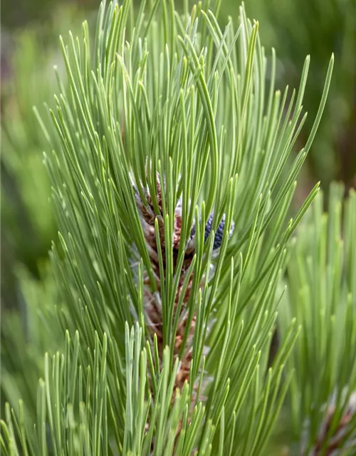 R Pinus heldreichii 'Compact Gem'