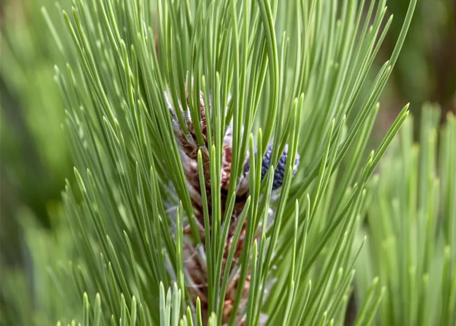 R Pinus heldreichii 'Compact Gem'