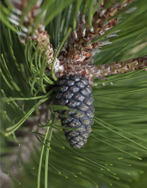 R Pinus heldreichii 'Compact Gem'