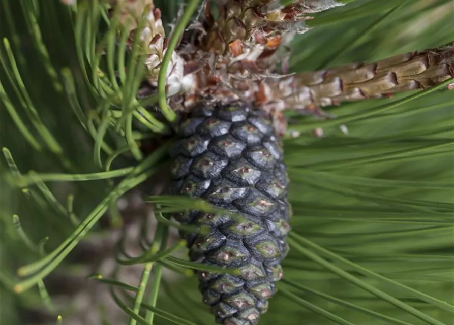 R Pinus heldreichii 'Compact Gem'